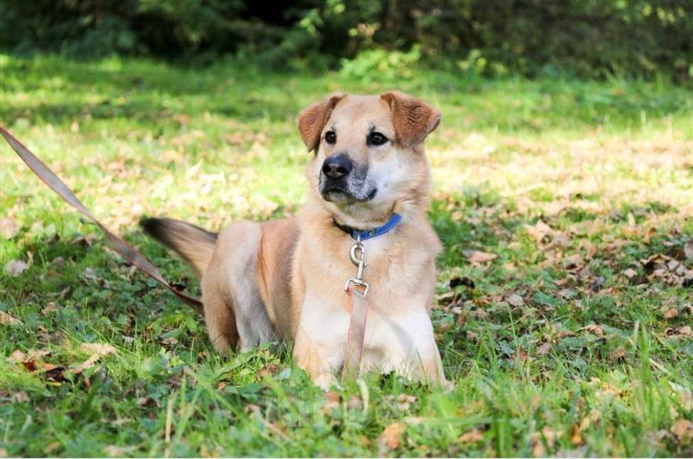 Собаки в Москве: Чудесная Барабулька ищет дом и любящую семью! Девочка, Бесплатно - фото 4