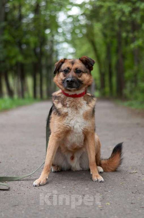 Собаки в Ногинске: Модерн - элегантен, галантен, учтив - в поиске дома Мальчик, Бесплатно - фото 7