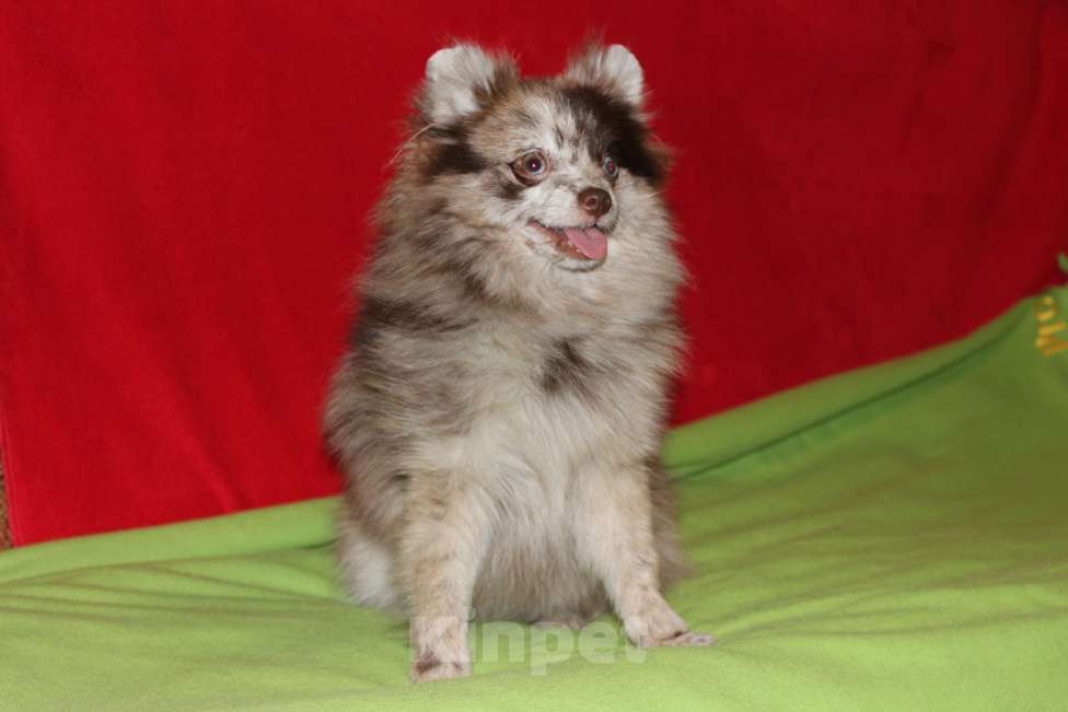 Собаки в Санкт-Петербурге: щенок немецкого цвергшпица на продажу Девочка, 50 000 руб. - фото 1