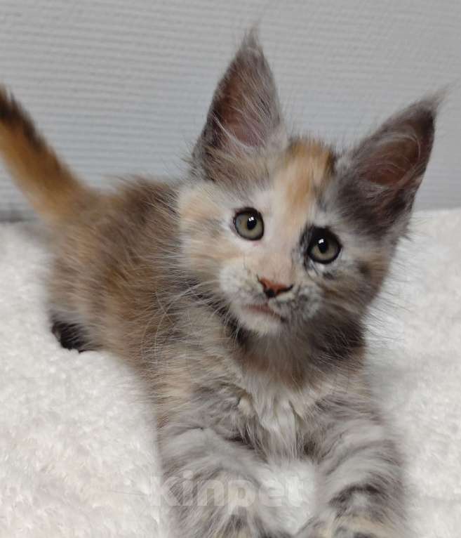 Кошки в Туле: Мейн-кун полилакт девочка Девочка, 35 000 руб. - фото 1