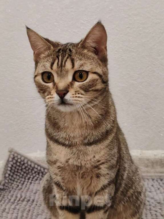 Кошки в Москве: Нежная маленькая кошенька Оливия очень ждёт своих людей Девочка, Бесплатно - фото 2