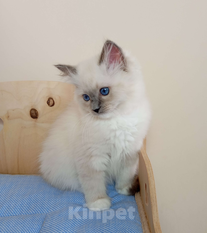 Кошки в Москве: Котëнок Рэгдолл Marusya Девочка, 100 000 руб. - фото 6