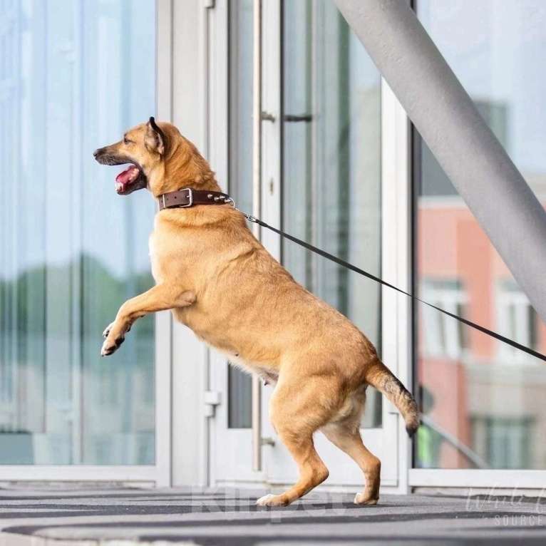 Собаки в Москве: Ева Девочка, Бесплатно - фото 3
