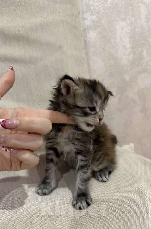 Кошки в Екатеринбурге: Мейн-кун мраморная Девочка, 15 000 руб. - фото 2