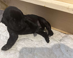 Собаки в Москве: Бронируем щенков прямошерстного ретривера флэт Девочка, 75 000 руб. - фото 1