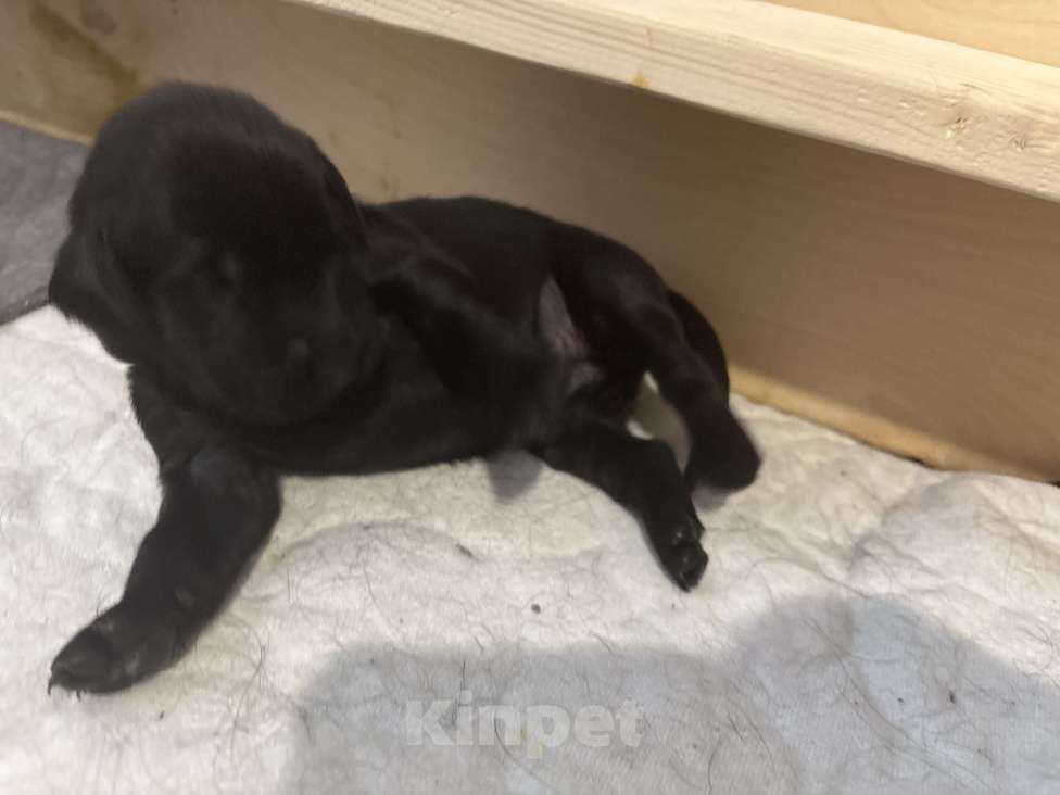 Собаки в Москве: Бронируем щенков прямошерстного ретривера флэт Девочка, 75 000 руб. - фото 1