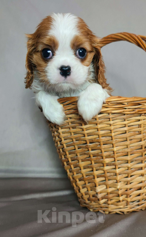 Собаки в Санкт-Петербурге: Миниатюргая девочка кавалер Кинг Чарльз спаниель  Девочка, Бесплатно - фото 6