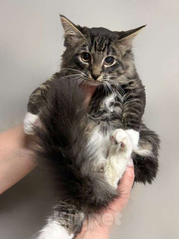 Кошки в Санкт-Петербурге: Мальчик скромный 4 мес Мальчик, 100 руб. - фото 4