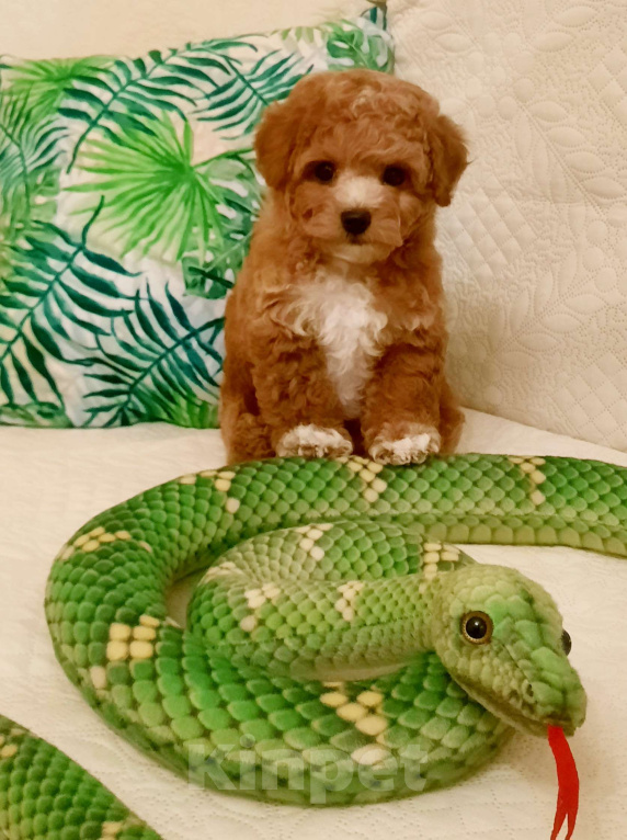 Собаки в Москве: Мальтипу Тедди F1 Мальчик, 120 000 руб. - фото 1