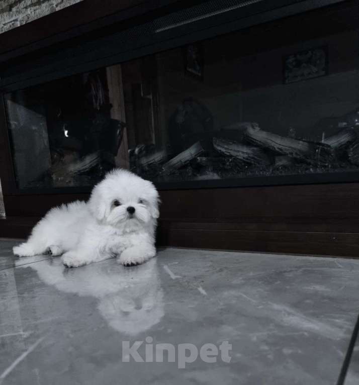 Собаки в Москве: Мальчики и девочки Девочка, Бесплатно - фото 3