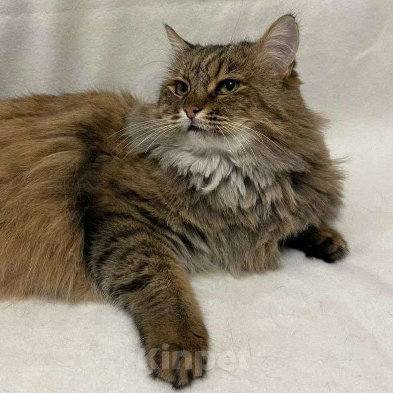 Кошки в Москве: Пушистая кошечка Совушка ищет дом Девочка, Бесплатно - фото 3