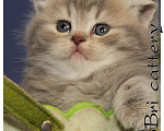 Кошки в Сургуте: Британские котята классических окрасов  Девочка, Бесплатно - фото 4