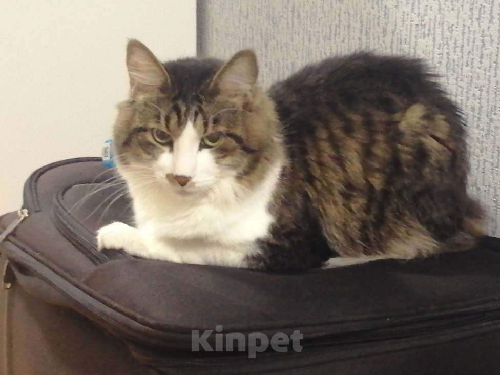 Кошки в Балашихе: Кот Кекс ищет новую семью Мальчик, Бесплатно - фото 3