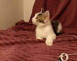 Кошки в Москве: Котёнок в добрые руки  Девочка, Бесплатно - фото 6