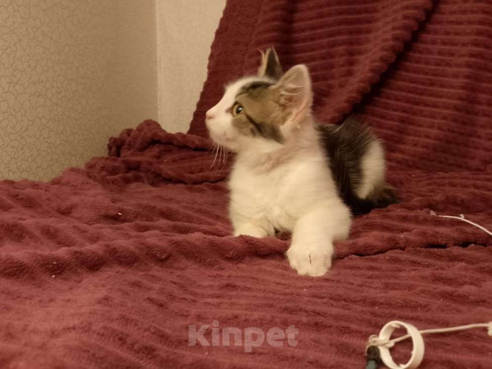 Кошки в Москве: Котёнок в добрые руки  Девочка, Бесплатно - фото 6