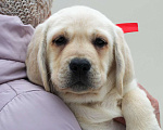 Собаки в других городах Липецкой области: Щенок лабрадора Холлабвууд'с Памела Девочка, 60 000 руб. - фото 1