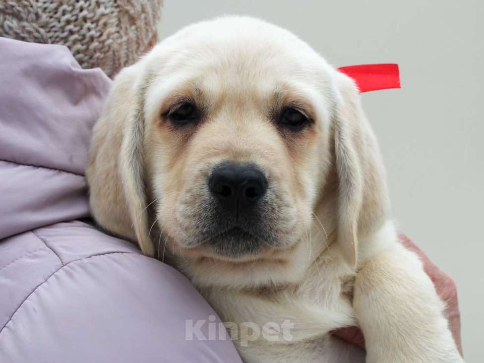 Собаки в других городах Липецкой области: Щенок лабрадора Холлабвууд'с Памела Девочка, 60 000 руб. - фото 1