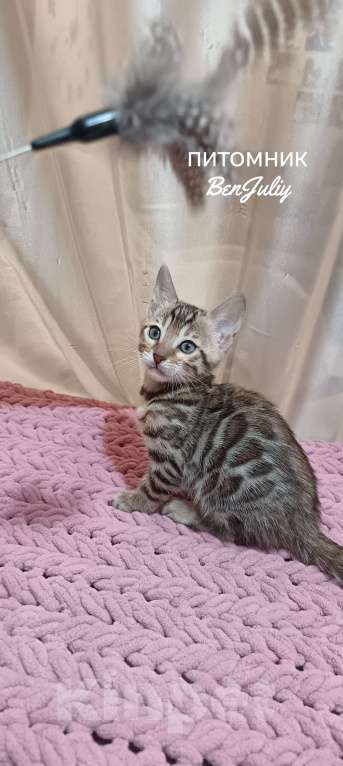 Кошки в других городах Свердловской области: Бенгальский котёнок Мальчик, Бесплатно - фото 2