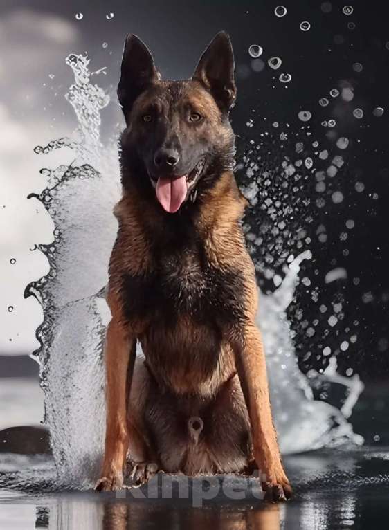 Собаки в Рыбинске: Кобель Малинуа для вязки Мальчик, 40 000 руб. - фото 3