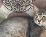 Кошки в Верее: Абиссинская Кошка  Девочка, 3 000 руб. - фото 1