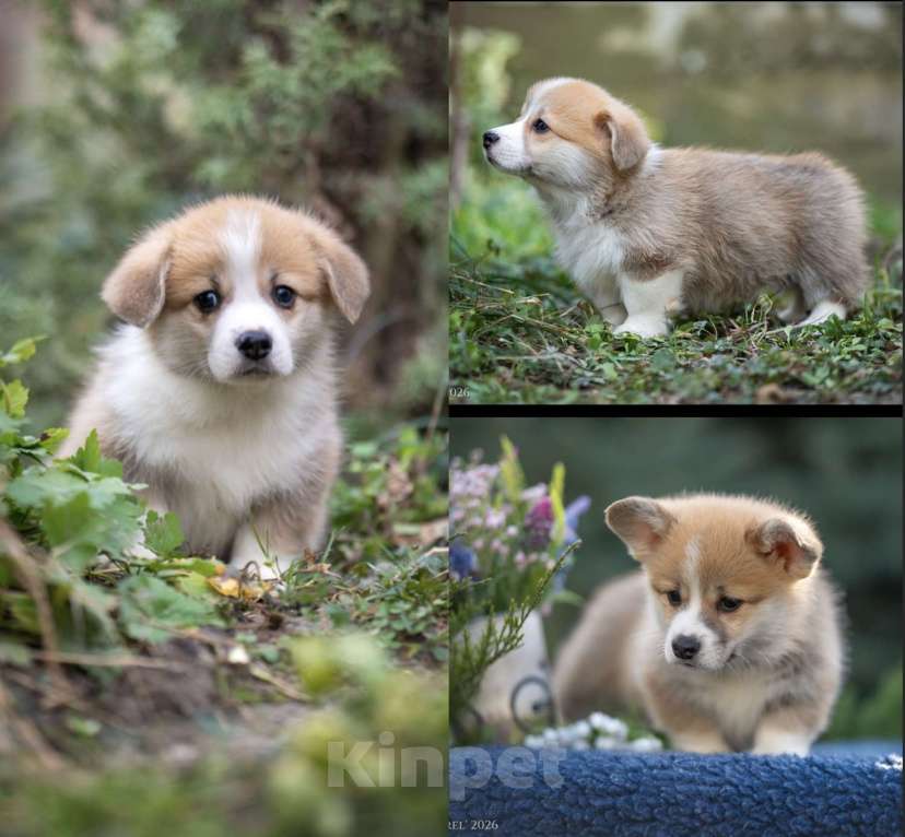 Собаки в Анапе: Племенной кобель вельш корги пемброк Мальчик, Бесплатно - фото 7