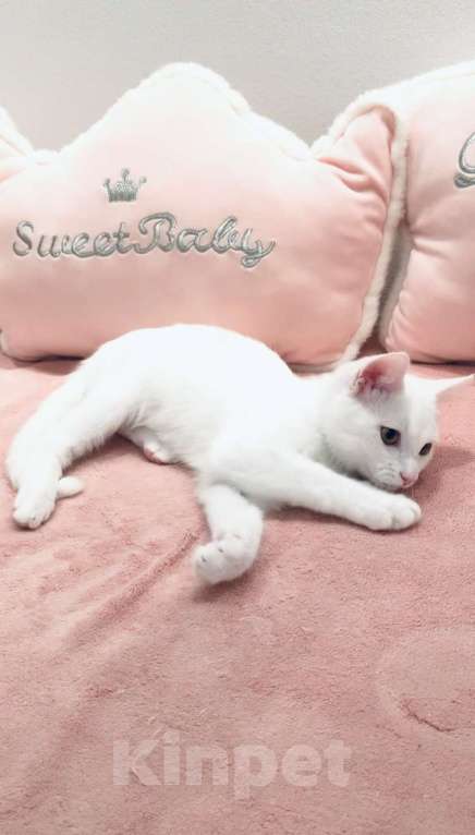 Кошки в Москве: Котёнок  Мальчик, 6 000 руб. - фото 5