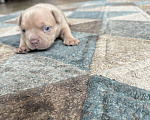 Собаки в Домодедово: Американский булли покет Мальчик, 90 000 руб. - фото 3