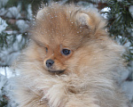Собаки в Новосибирске: Щенок. Померанский шпиц Мальчик, 60 000 руб. - фото 2