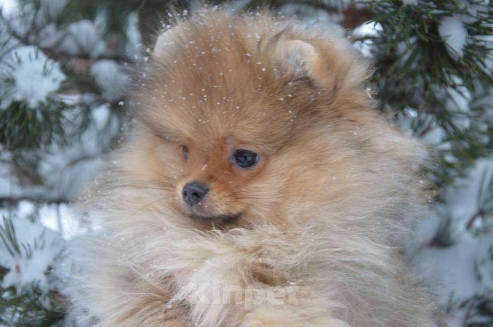 Собаки в Новосибирске: Щенок. Померанский шпиц Мальчик, 60 000 руб. - фото 2