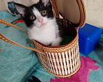 Кошки в Казани: Котенок Миланочка Девочка, Бесплатно - фото 1