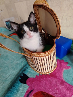 Котенок Миланочка