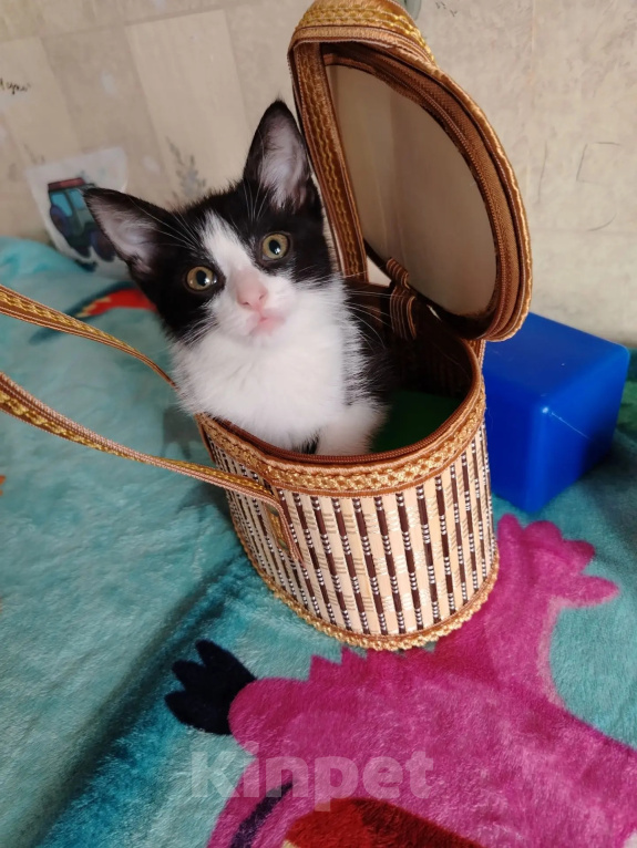 Кошки в Казани: Котенок Миланочка Девочка, Бесплатно - фото 1