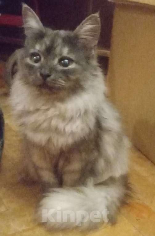 Кошки в Москве: Сибирская кошечка редкого окраса голубое серебро Девочка, Бесплатно - фото 1