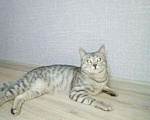 Кошки в Чебоксарах: Кот на вязку, 1 300 руб. - фото 1