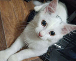Кошки в Брянске: Котик Беляш ищет новых хозяив Мальчик, Бесплатно - фото 2