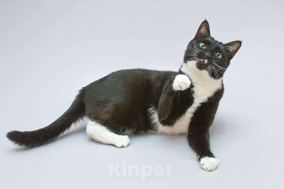 Кошки в Москве: Кот Антошка ищет свою семью.  Мальчик, Бесплатно - фото 2