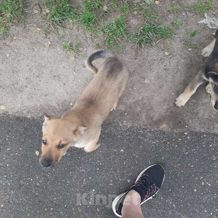 Собаки в Кубинке: Коля Мальчик, Бесплатно - фото 5