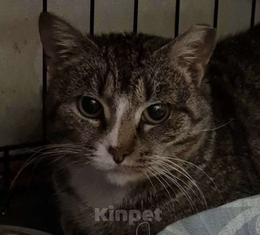 Кошки в Санкт-Петербурге: Грэйс Принцесса Монако Девочка, Бесплатно - фото 2