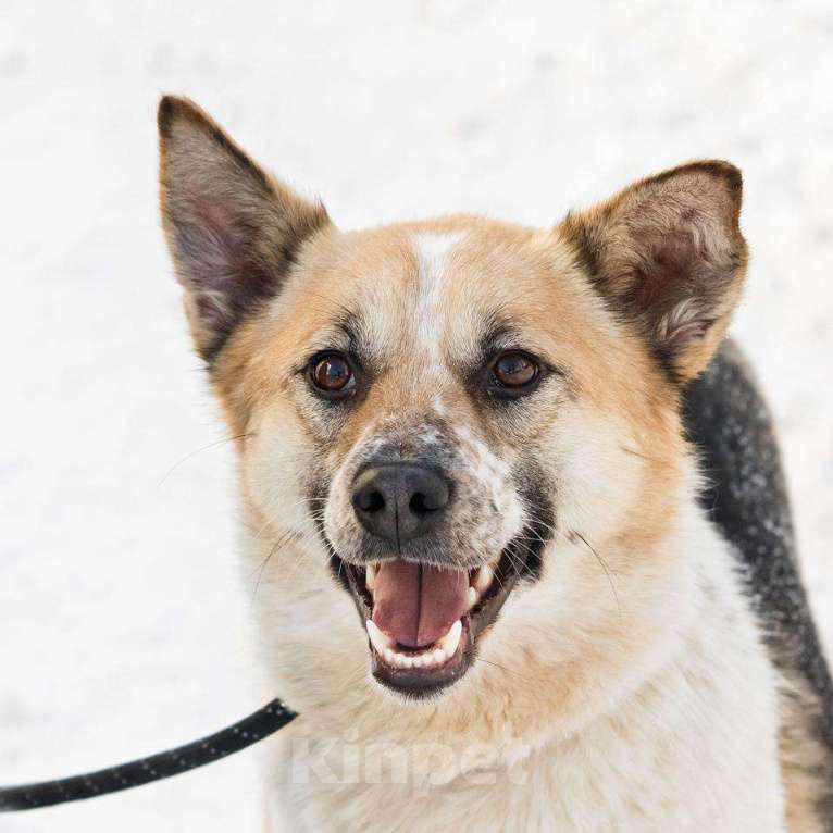 Собаки в Москве: Трехцветная собачка Мара в добрые руки Девочка, 1 руб. - фото 4