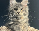 Кошки в Омске: Котенок Мейн кун Девочка, 45 000 руб. - фото 1