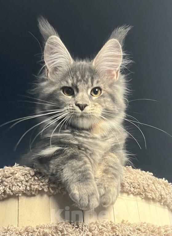 Кошки в Омске: Котенок Мейн кун Девочка, 45 000 руб. - фото 1