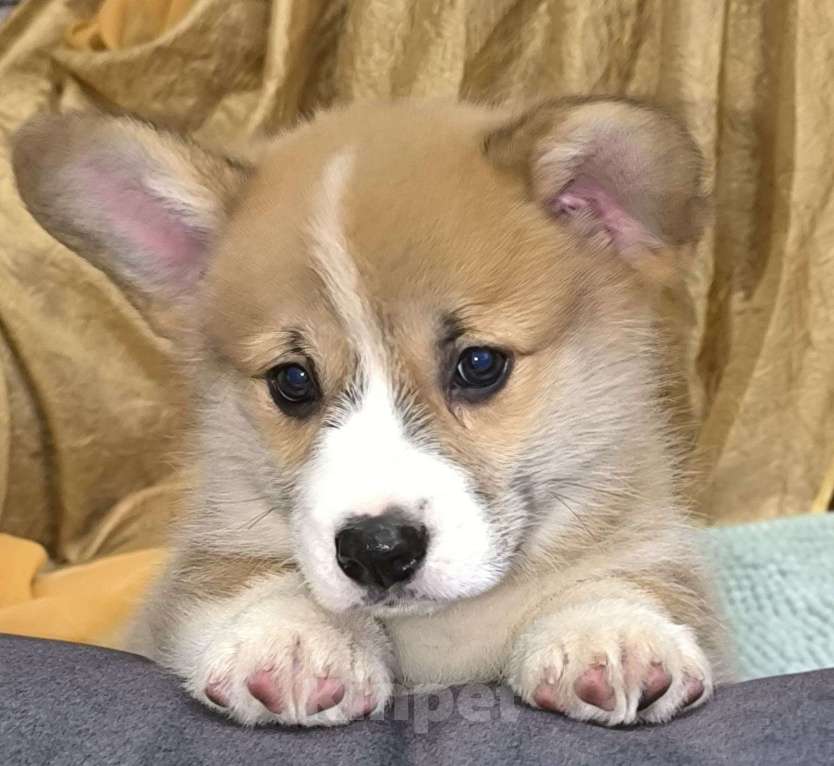 Собаки в Смоленске: Щенок вельш корги пемброк Девочка, 25 000 руб. - фото 1