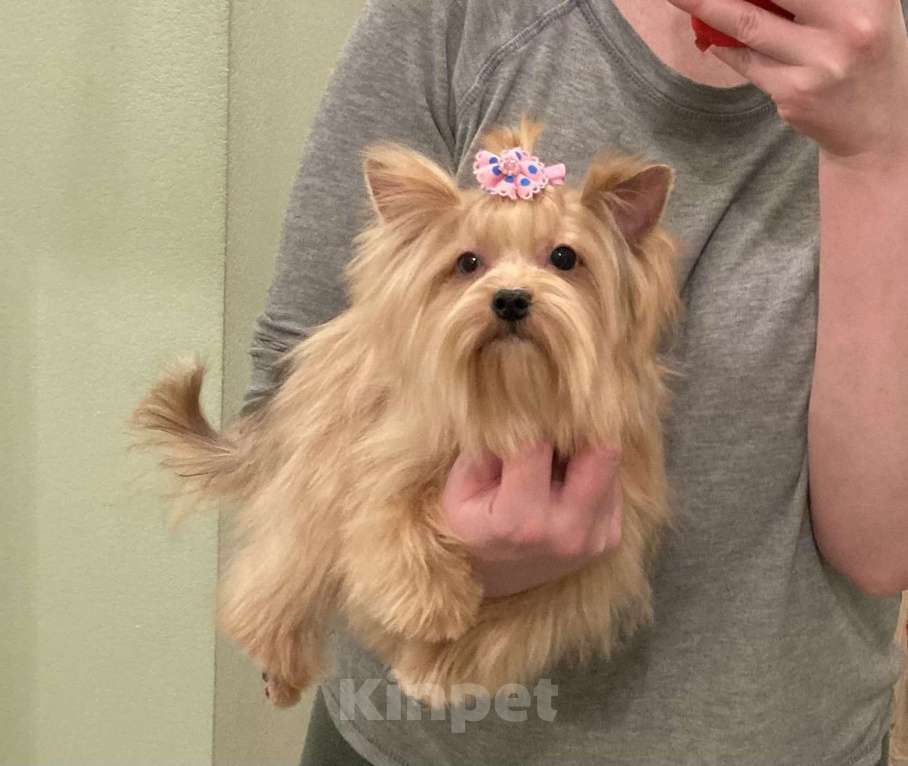 Собаки в Москве: Подрощенный мини йорк девочка голубоглазая Девочка, 100 000 руб. - фото 2