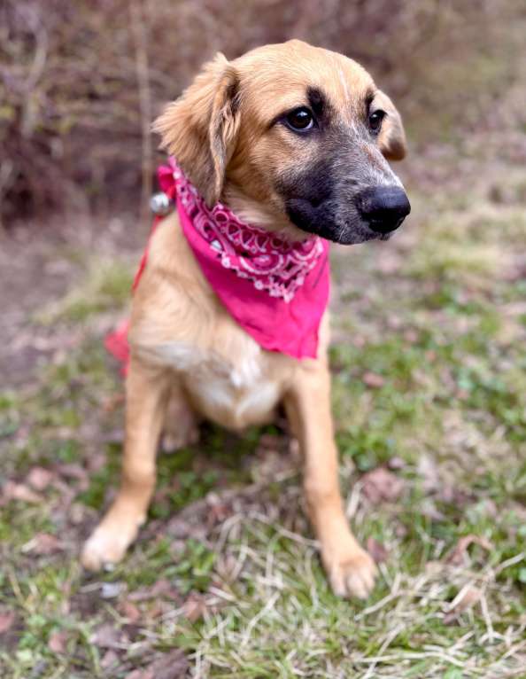 Собаки в Москве: Щенок Мия ищет дом Девочка, Бесплатно - фото 4