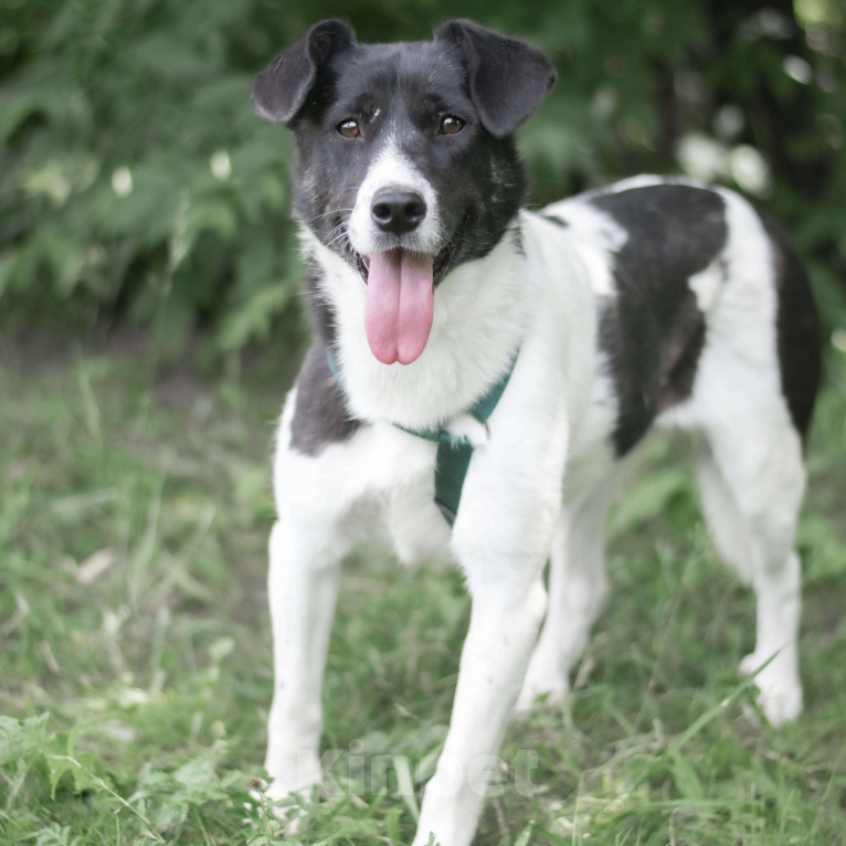 Собаки в Москве: Бру Девочка, Бесплатно - фото 2