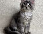 Кошки в Дмитрове: Черная серебристая тикированная девочка мейн кун Sakura  Девочка, 30 000 руб. - фото 5