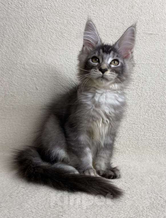 Кошки в Дмитрове: Черная серебристая тикированная девочка мейн кун Sakura  Девочка, 30 000 руб. - фото 5