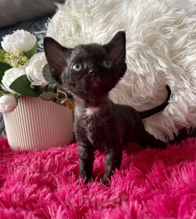 Кошки в Москве: Котенок Девон Рекс девочка черный биколор Девочка, 75 000 руб. - фото 1