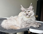 Кошки в Москве: Котята Мейн Кун Девочка, 50 000 руб. - фото 2
