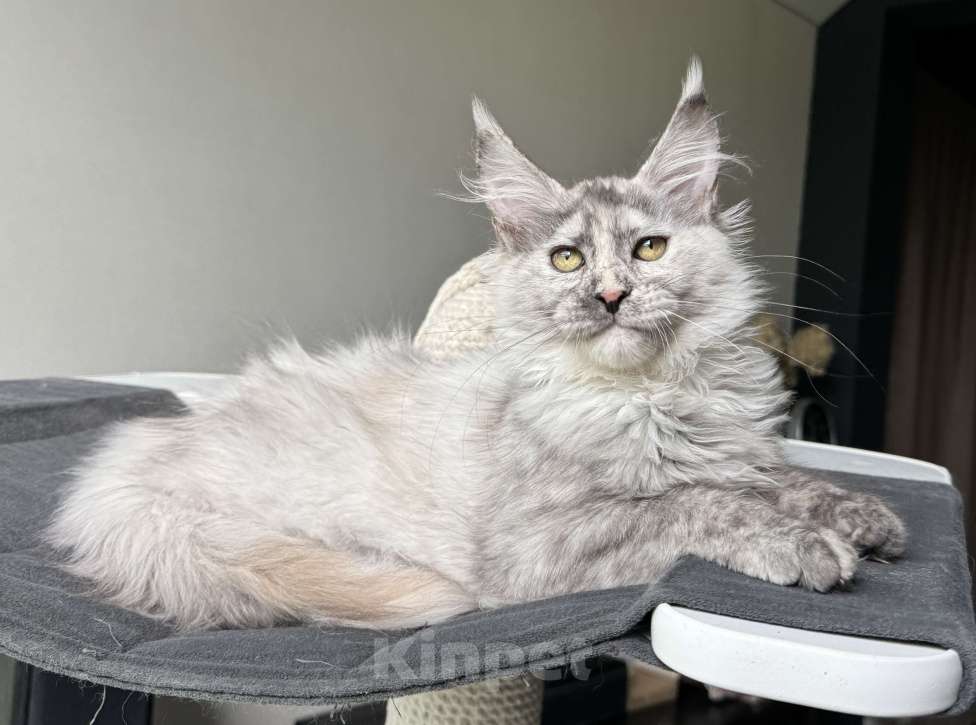 Кошки в Москве: Котята Мейн Кун Девочка, 50 000 руб. - фото 2